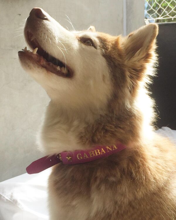 COLLARES MASCOTA/ PET COLLAR - Imagen 5